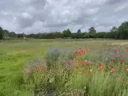 Volunteers' 'oasis' meadow at risk as council considers school build