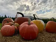 Wales' prettiest pumpkin patch with views, £5 entry and no booking needed