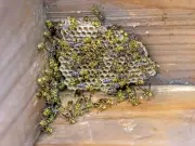 Wasps 'more aggressive' in September, pest expert warns homeowners