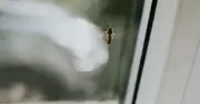 Wasps turn aggressive over one common homeowner mistake