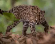 Week in wildlife: tiny tiger-cat, backyard bears and a frilly pink sea cucumber