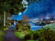 Welsh Forest Walk Named One of UK's Best for Autumn