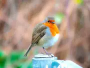 Welsh gardeners urged to leave water out for robins and blackbirds