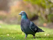 Welsh Gardeners Urged to Use Tin Foil to Deter Pigeons