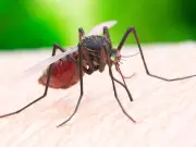 West Nile virus outbreak hits 16 European countries - full list