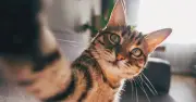 Why cats make biscuits: Common behaviour explained