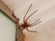 Woman finds giant spider 'size of dog' in loft during spider season