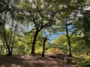 Woodland walk with tearoom near Manchester for autumn