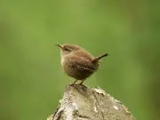 Wrens in your garden all autumn: one wildlife-backed item to leave outside