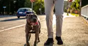 XL Bully owners face £5,000 fine under new November rule