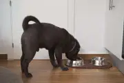 Years dog food investigation finds no link to dry eye cases