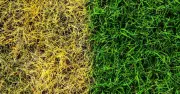 Yellow lawns will be thicker and dark green if you add 1 natural item to the soil now