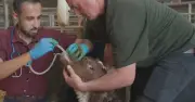Yorkshire Vet races to save 'nearly lifeless' newborn calf