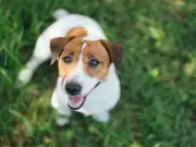 Your legal rights if neighbour's dog barks all day and night - law explained
