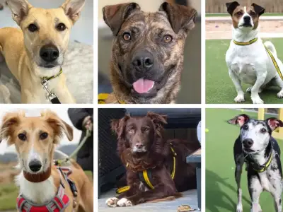 20 dogs at Dogs Trust Darlington waiting for loving forever homes