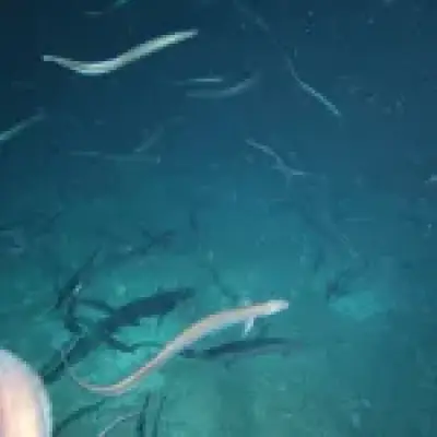 2.8 million eels gather in deep-sea orgy off Australia's coast