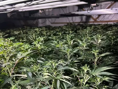 600-plant cannabis farm found in Chester-le-Street, one arrested