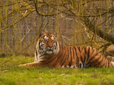 Altai the tiger will not be euthanised after fatal attack at Yorkshire Wildlife Park