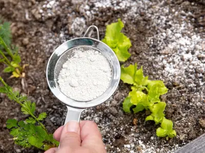Baking Soda: October Garden Protector for Plants