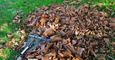 BBC Countryfile urges gardeners to resist clearing fallen leaves this autumn