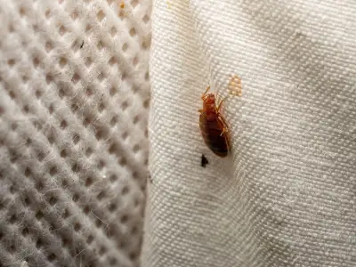 Bedbug Express Train Ran Twice Last Week as Drivers Refuse to Board Without Hazmat Suit