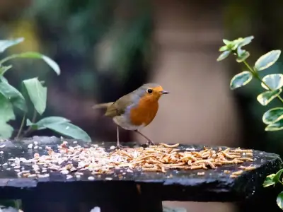 Bird experts reveal the one food robins 'love' to attract them to gardens