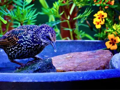 Birdbath October Task: 10-Minute Move Attracts More Birds