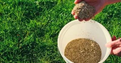 B&Q grass seed 'unbelievable' results in 7 days for autumn lawns