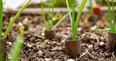 Brits urged to use toilet roll tubes in gardens this October