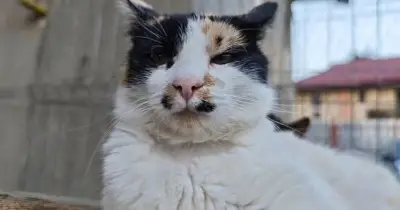 Cat waits 4 years for family but everyone thinks she's 'too boring' to love