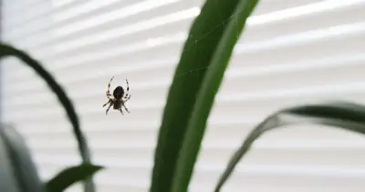 Clean doors with lavender oil to keep spiders out this autumn