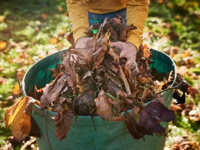 Clear fallen leaves from lawn to prevent grass disease