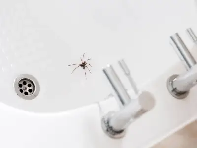 Deter spiders in October with 2-ingredient DIY vinegar mix