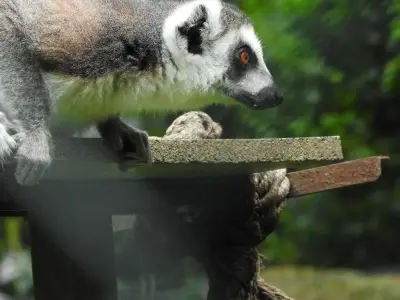 Devon wildlife park faces closure within 24 hours