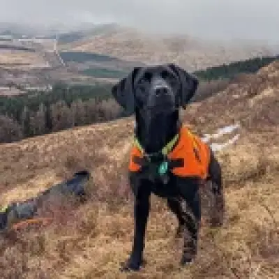 Dog named animal of the year for hunting invasive 'sea vomit'