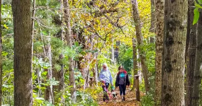 Dog owners warned of deadly mushroom risk on autumn walks