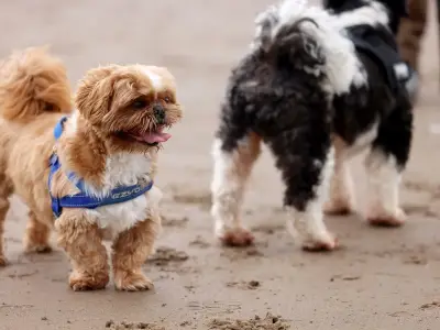 Dogs return to Welsh beaches as summer bans lifted