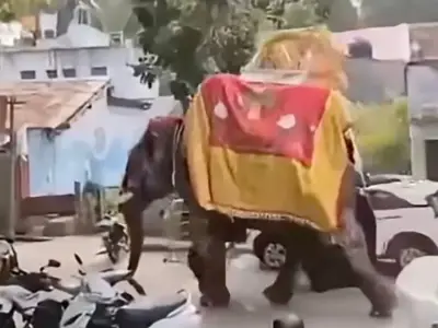 Elephant runs amok at festival, smashing shrine and vehicles