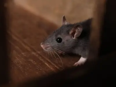Five-Minute Jobs to Keep Rats and Mice Out of Your Home This Autumn