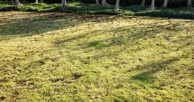 Gardeners urged to apply granular feed to lawns for stronger roots