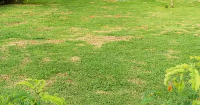 Gardeners urged to avoid popular patchy lawn fix branded 'terrible'