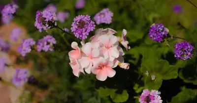 Gardeners urged to bring 5 plants indoors before November frosts