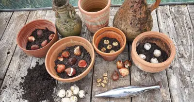 Gardeners urged to plant spring bulbs this weekend for colourful displays