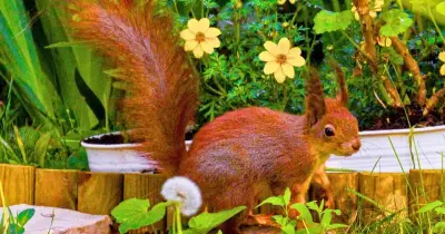 Gardeners urged to plant trees to help red squirrels in autumn