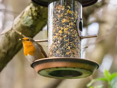 Gardeners urged to resume bird feeder food from November 1