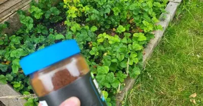 Gardeners urged to sprinkle coffee in gardens this October