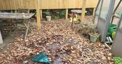 Gardeners warned not to rake up leaves this October to protect endangered hedgehogs