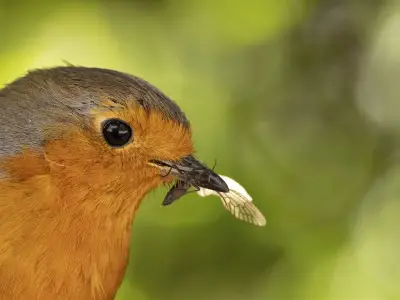Gardeners' World: Best Food to Attract Robins in Winter