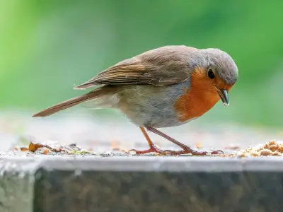 Gardeners' World: Feed Robins This One Food in Winter