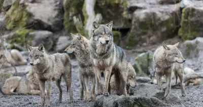 Girl, 8, mauled by wolf during zoo keeper experience in Germany